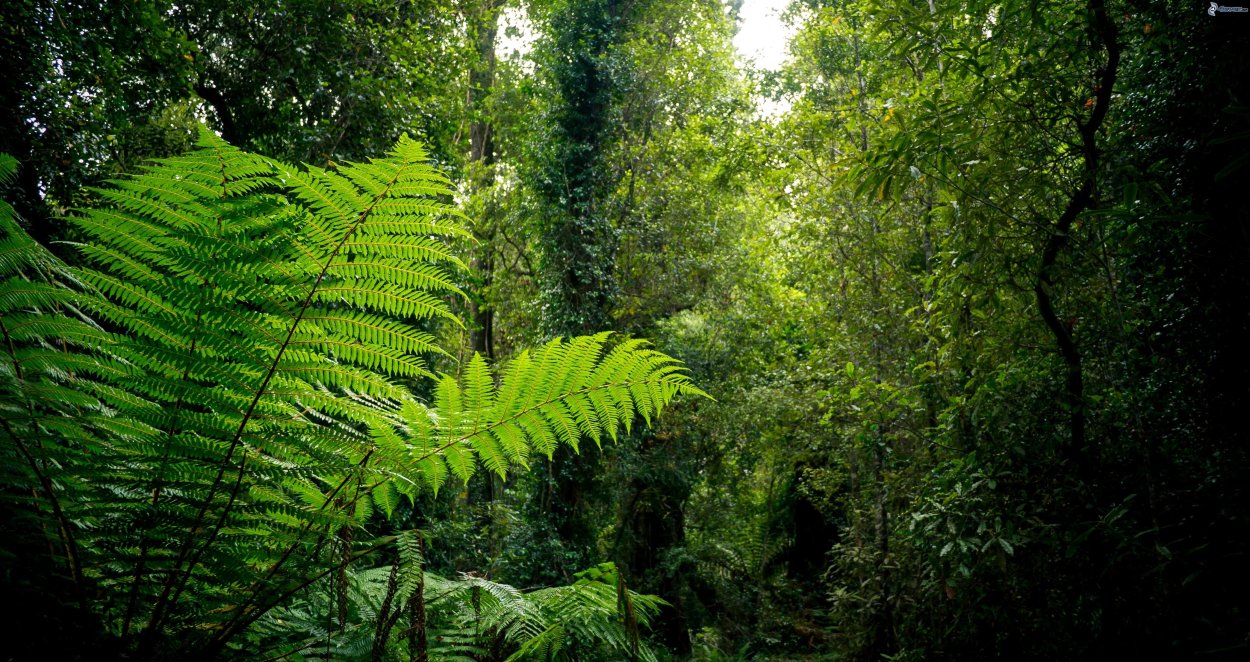 Древовидные папоротники Австралии