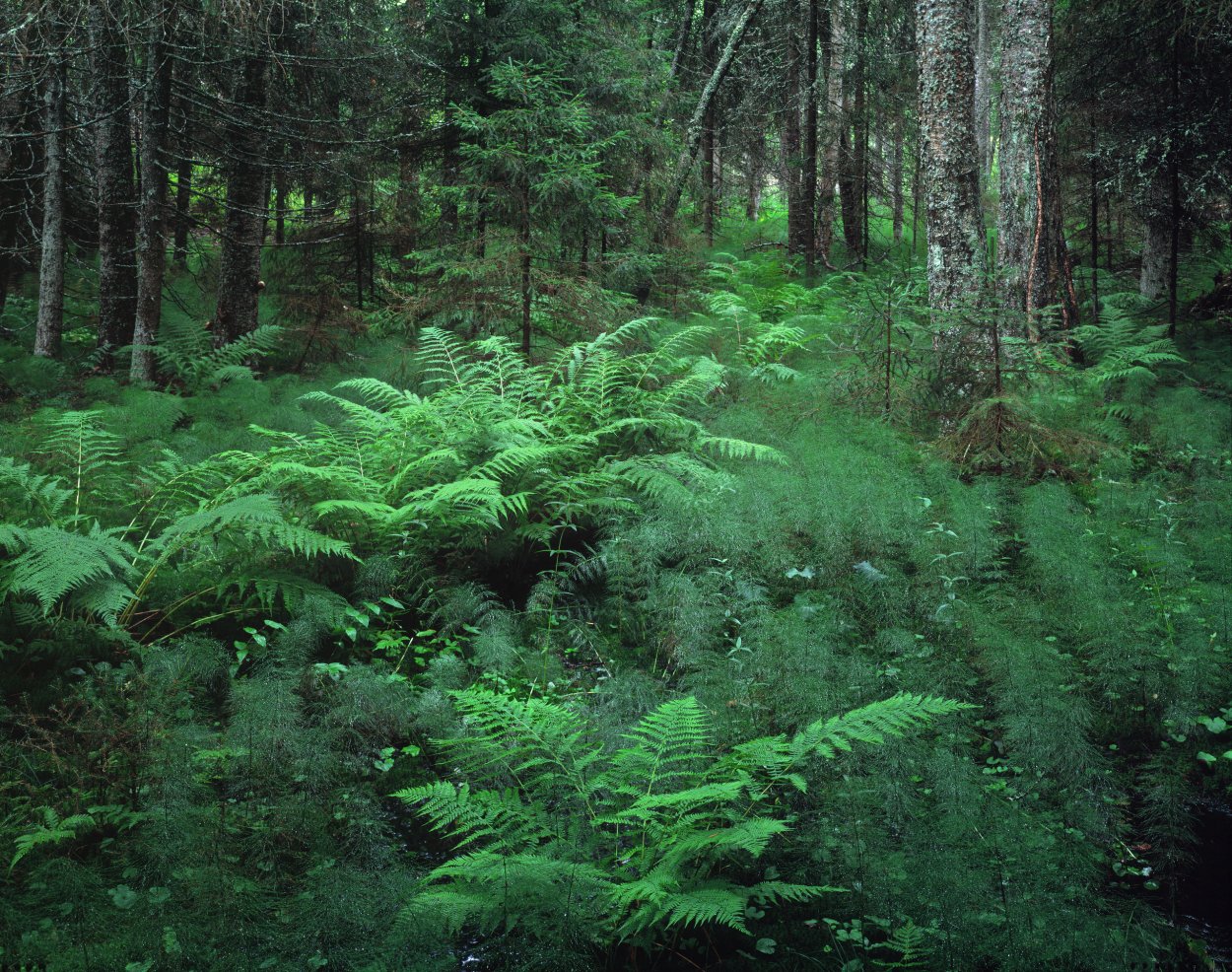 Папоротник Щитовник Лесной