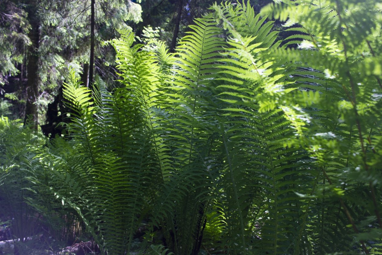 Девонские папоротники