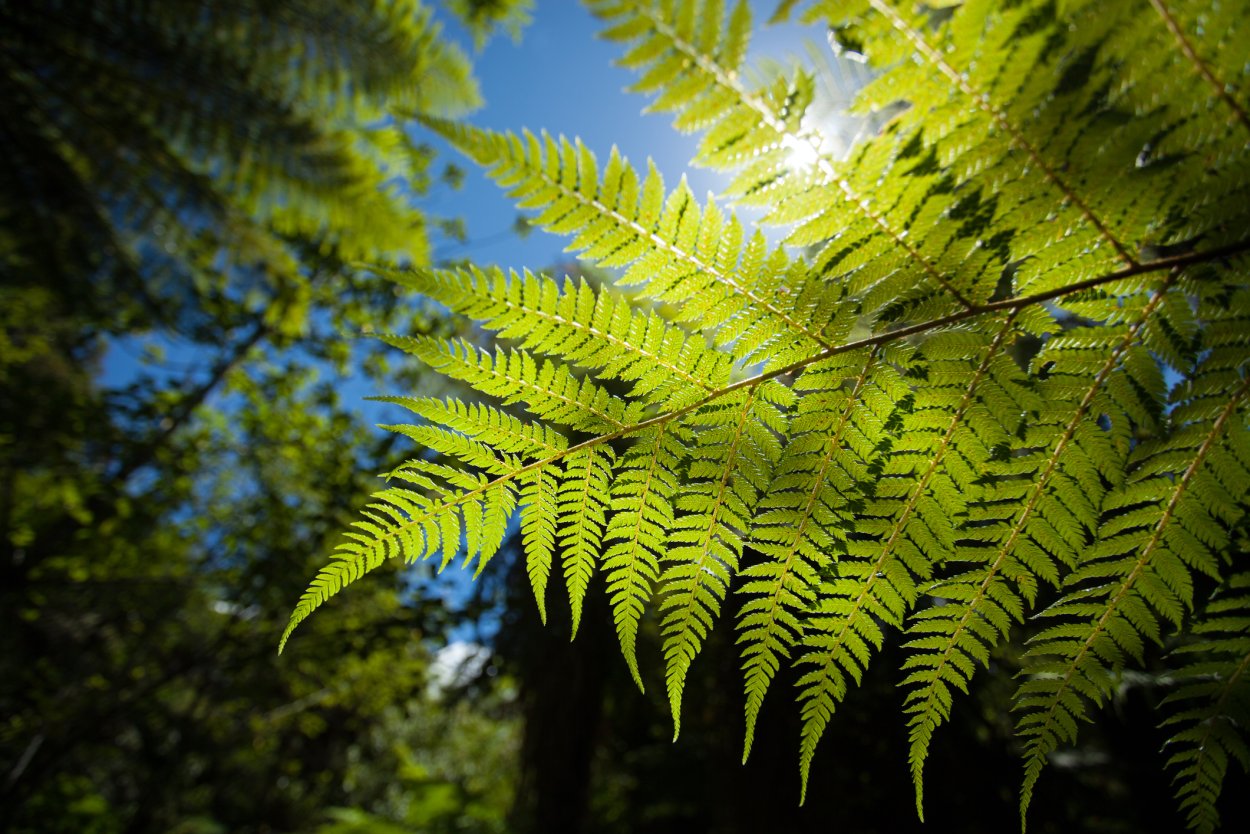 Глейхениевые папоротники новой Зеландии