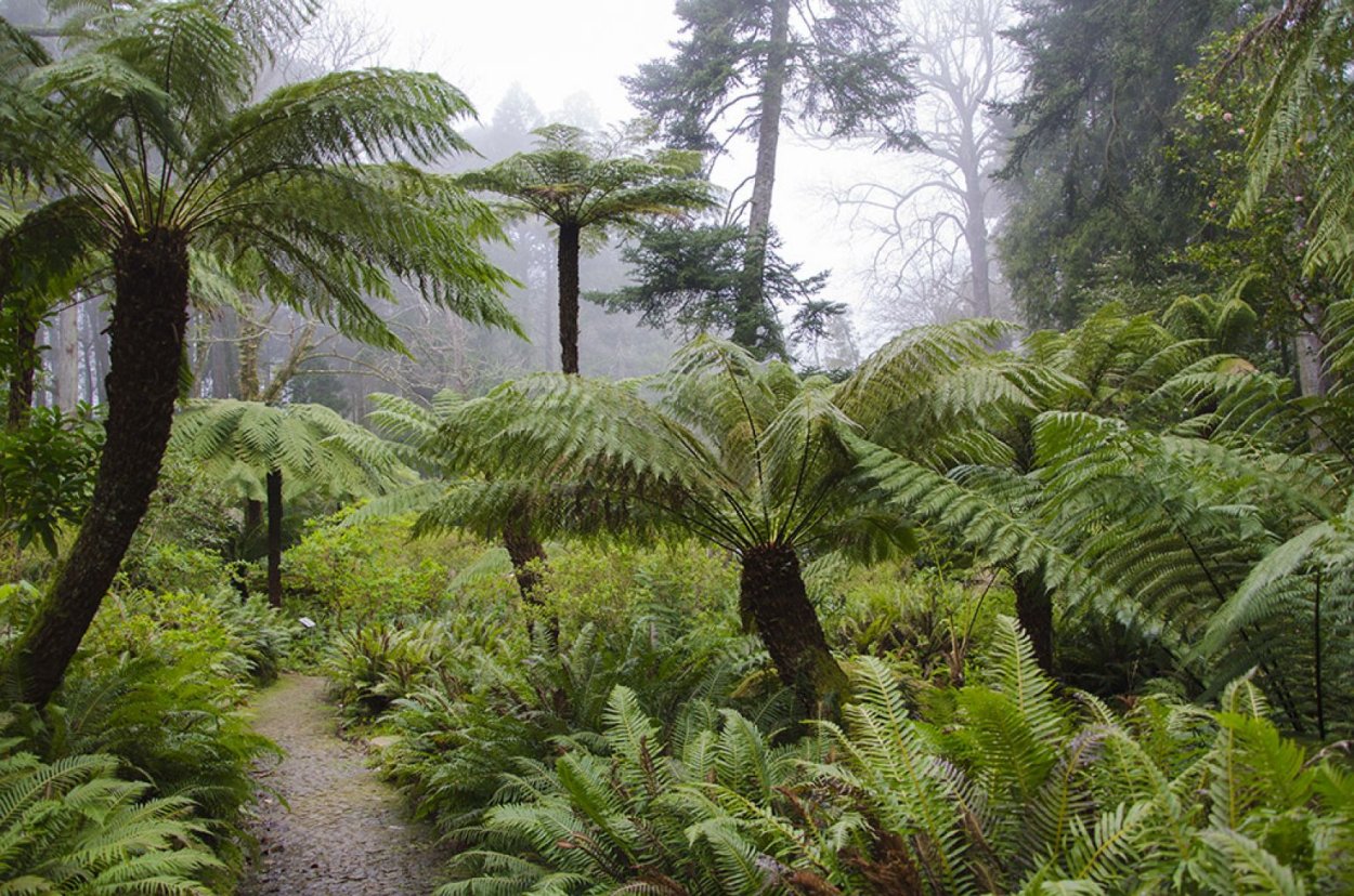 Кусты папоротника в лесу