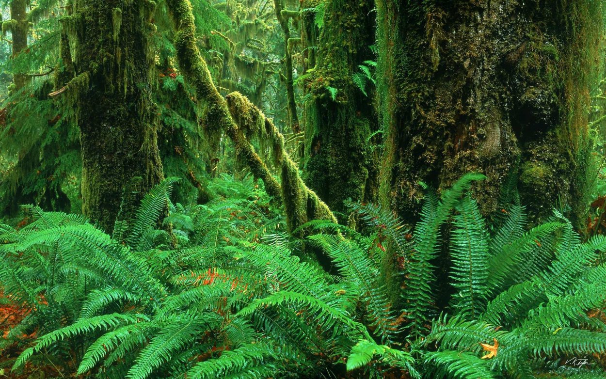 Лесной папоротник страусник