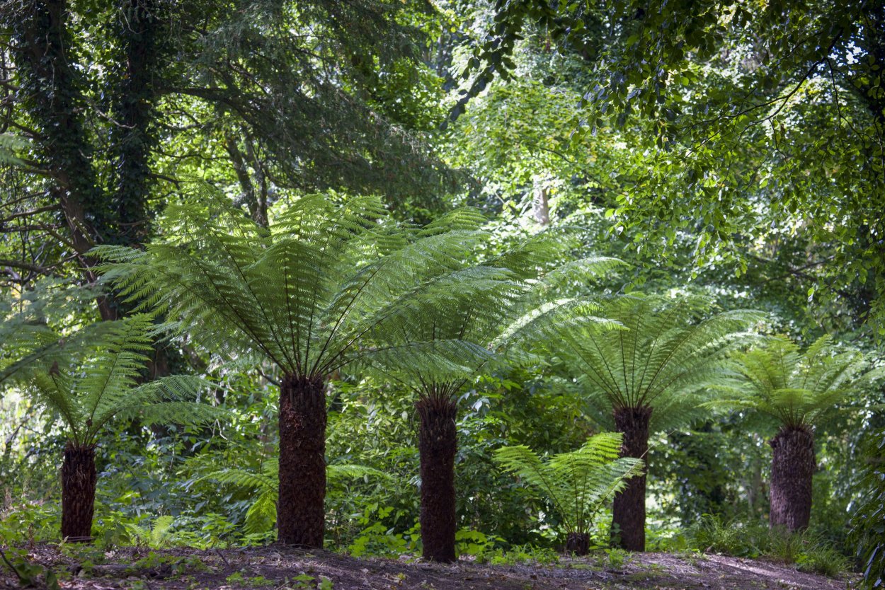 Папоротник Грин Экзотик