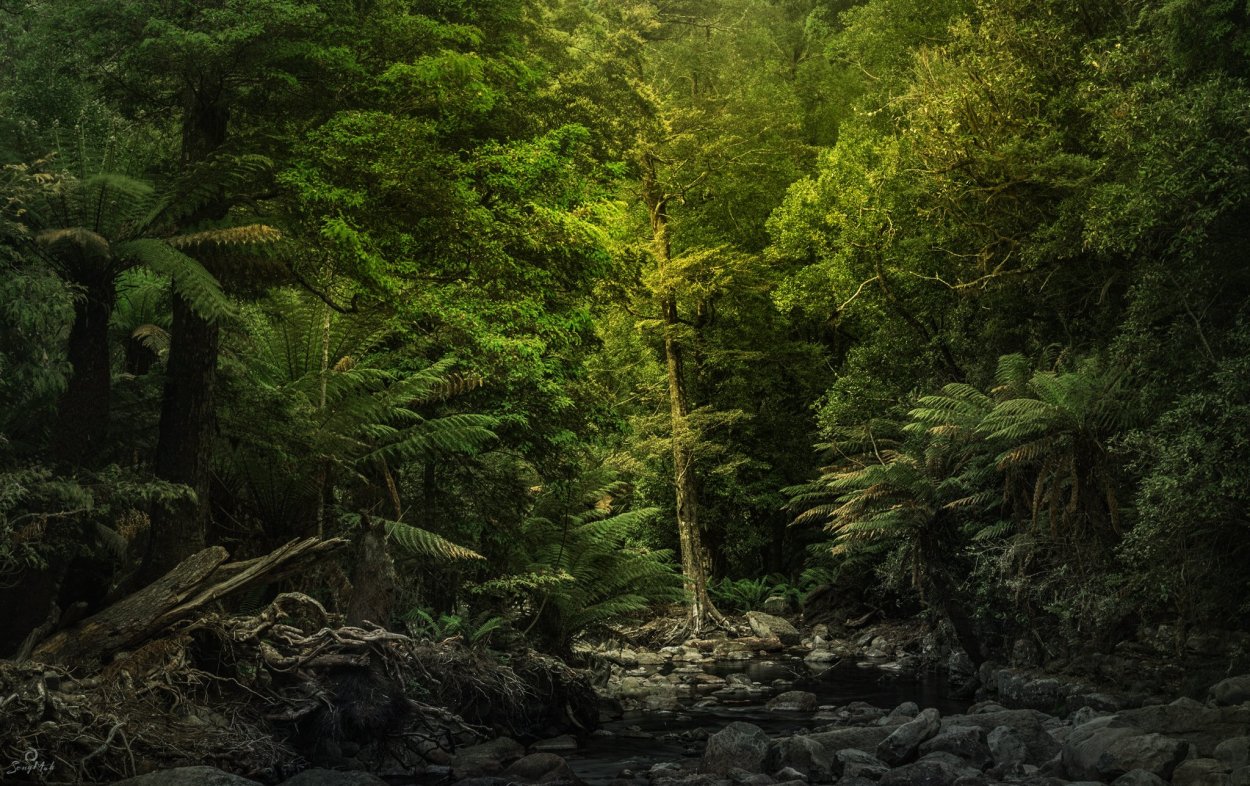 Ельник Папоротниковый