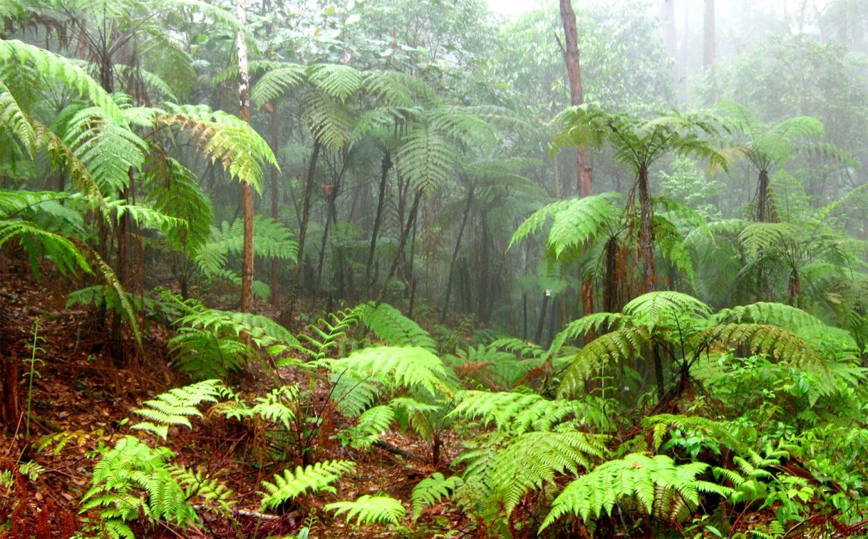 Древовидный папоротник Циатея