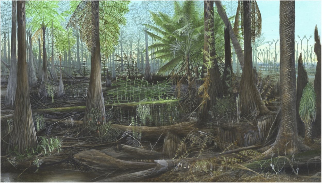 Щитовник Лесной мох