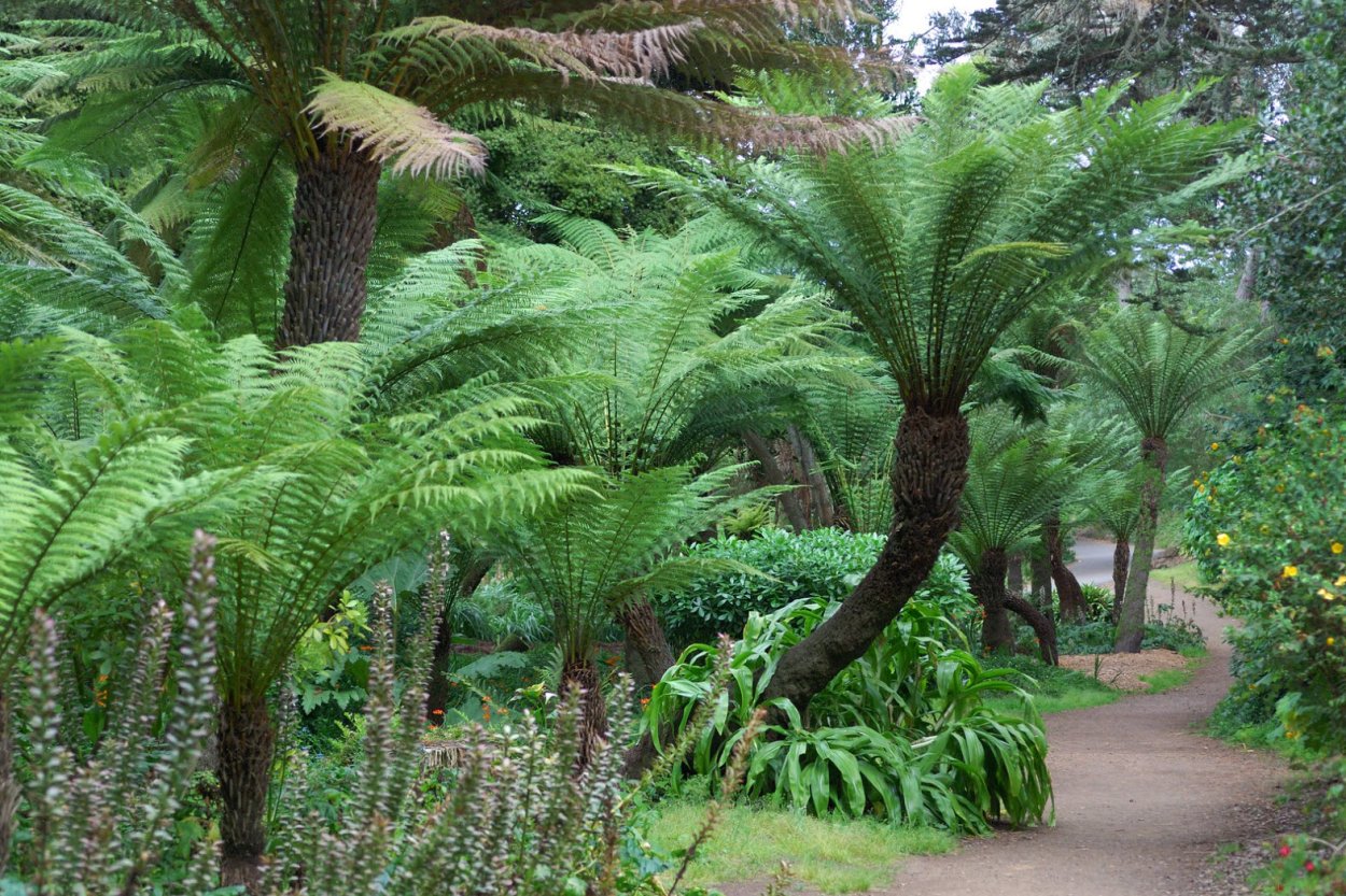 Папоротники палеозойской эры