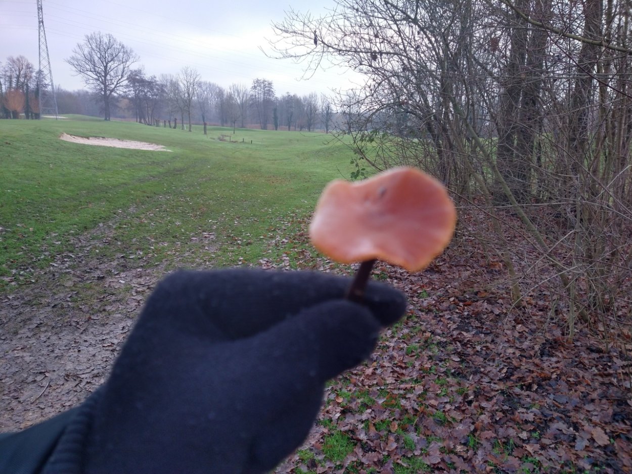 Скользкие грибы