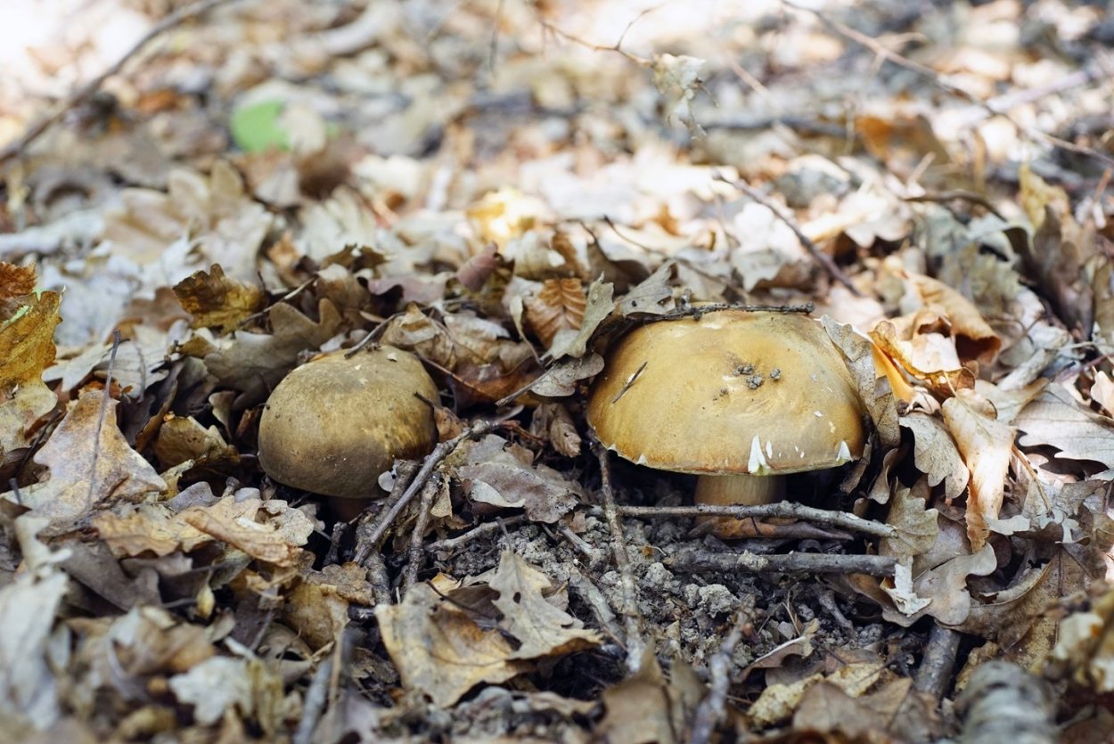 Позднеосенние грибы