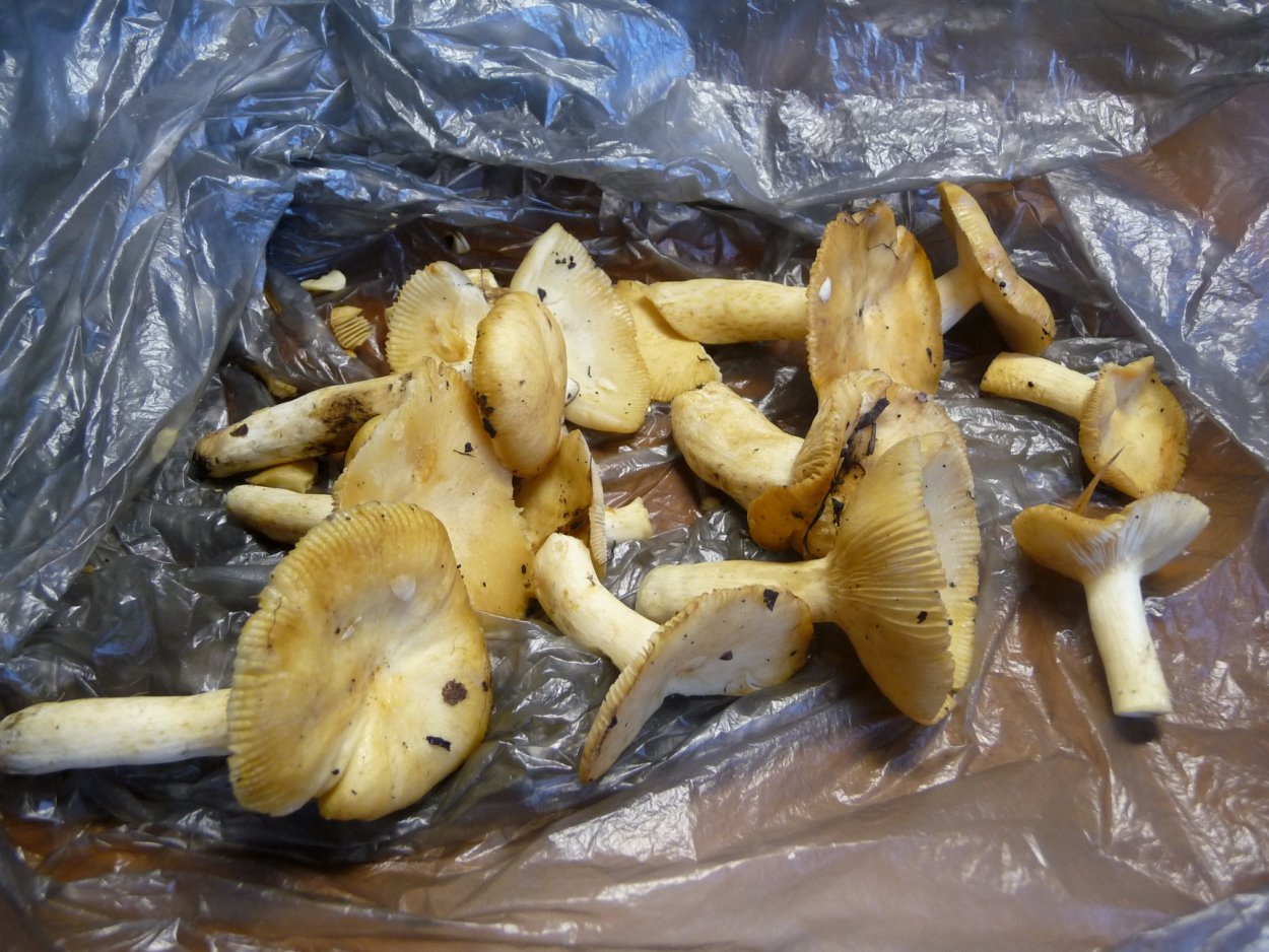 Живые грибы: