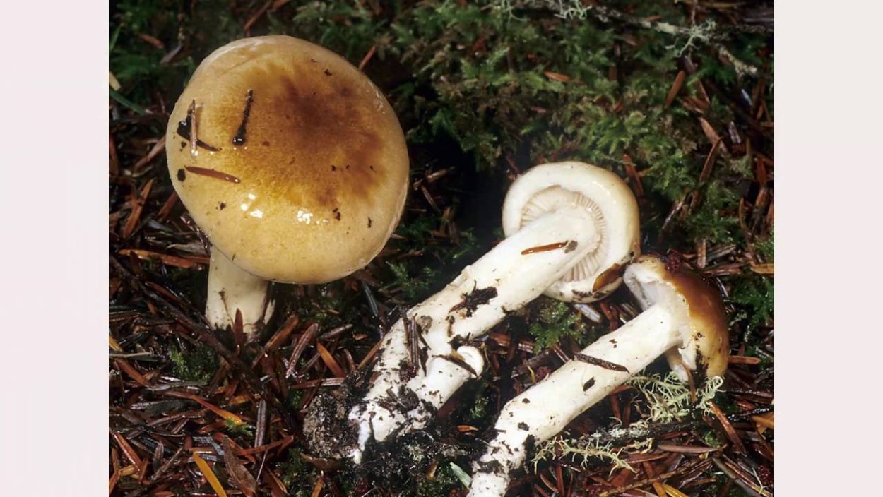 Белые грибы в ведре