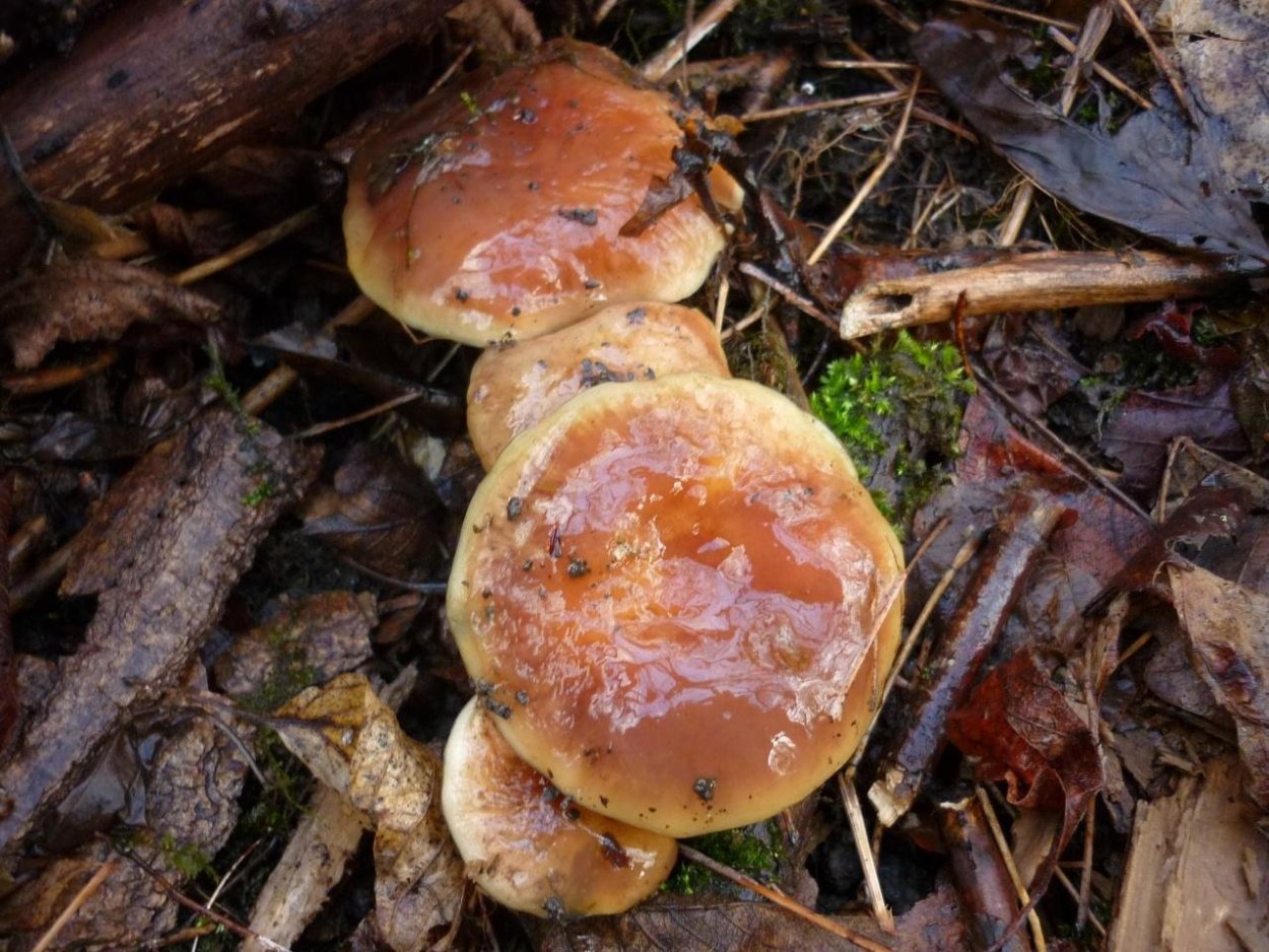 Фунгус гриб