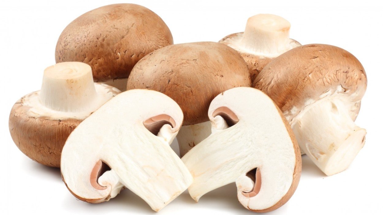 Грибы перепончатые съедобные