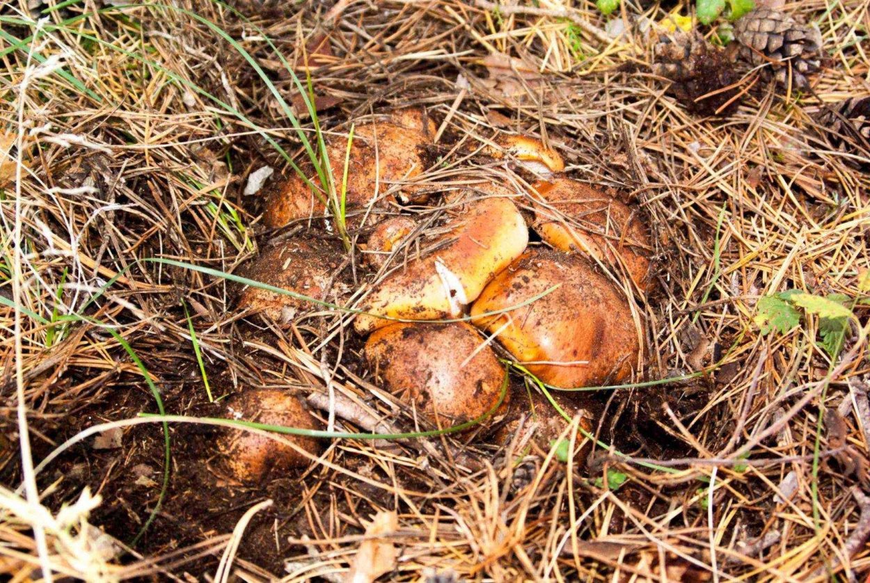 Грибы в Подмосковье