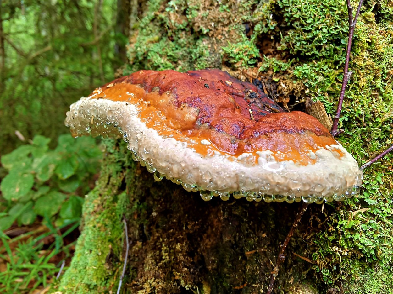 Гриб трутовик ячеистый