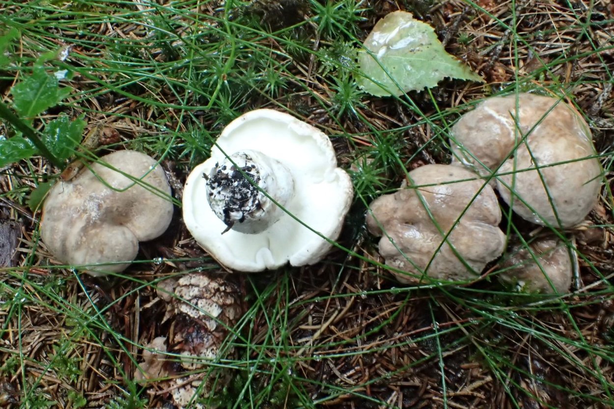 Трутовик вешенки