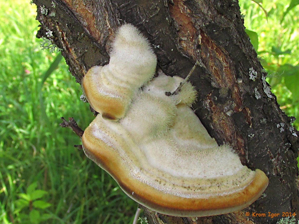 Трутовик овечий гриб