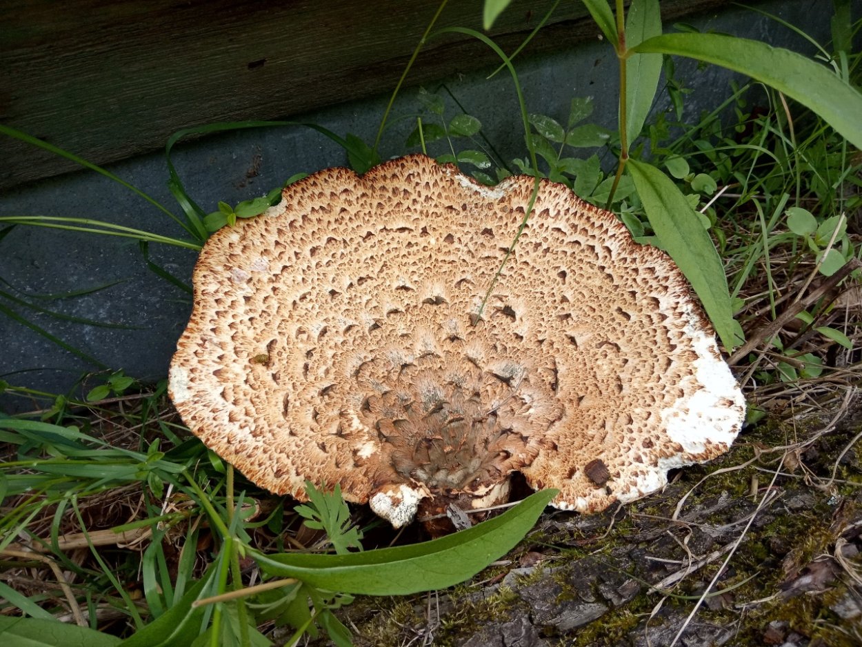 Чайный гриб трутовик