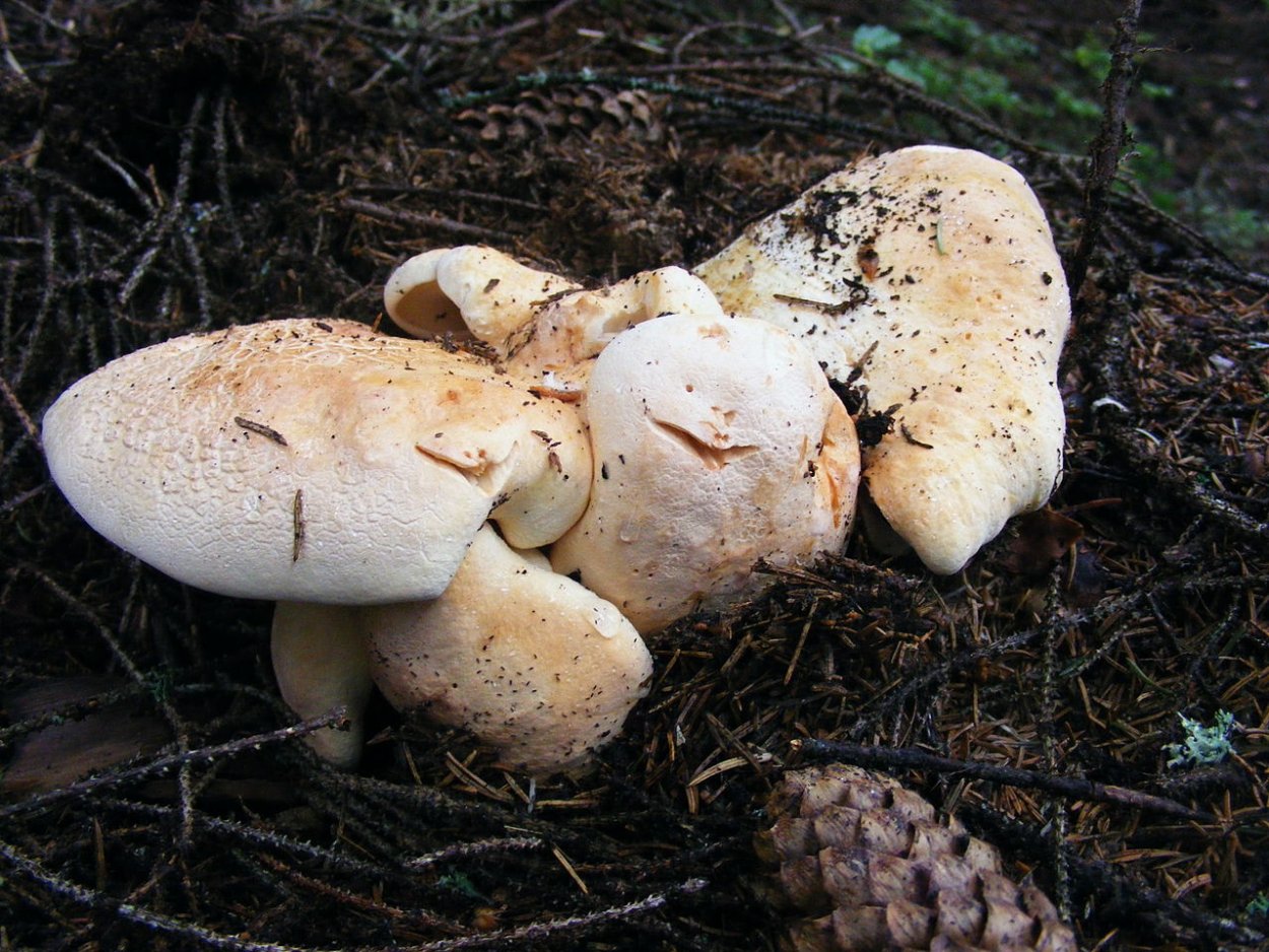 ALBATRELLUS ovinus extract