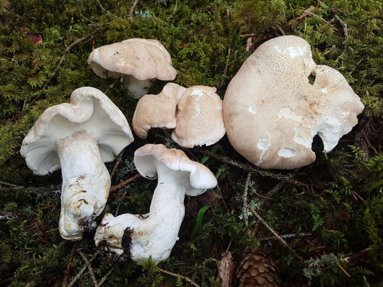 Трутовик овечий Альбатреллус