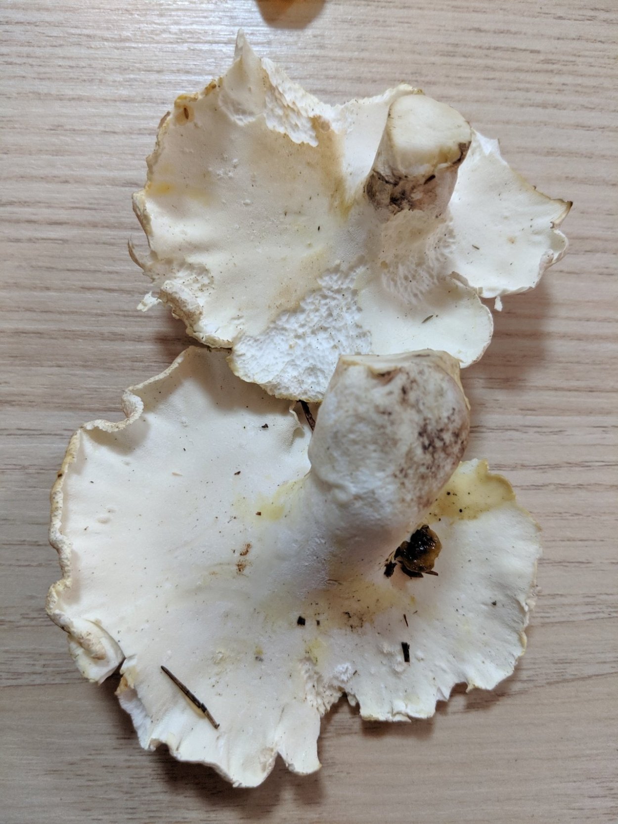 Овечий гриб, трутовик овечий, Альбатреллус овечий