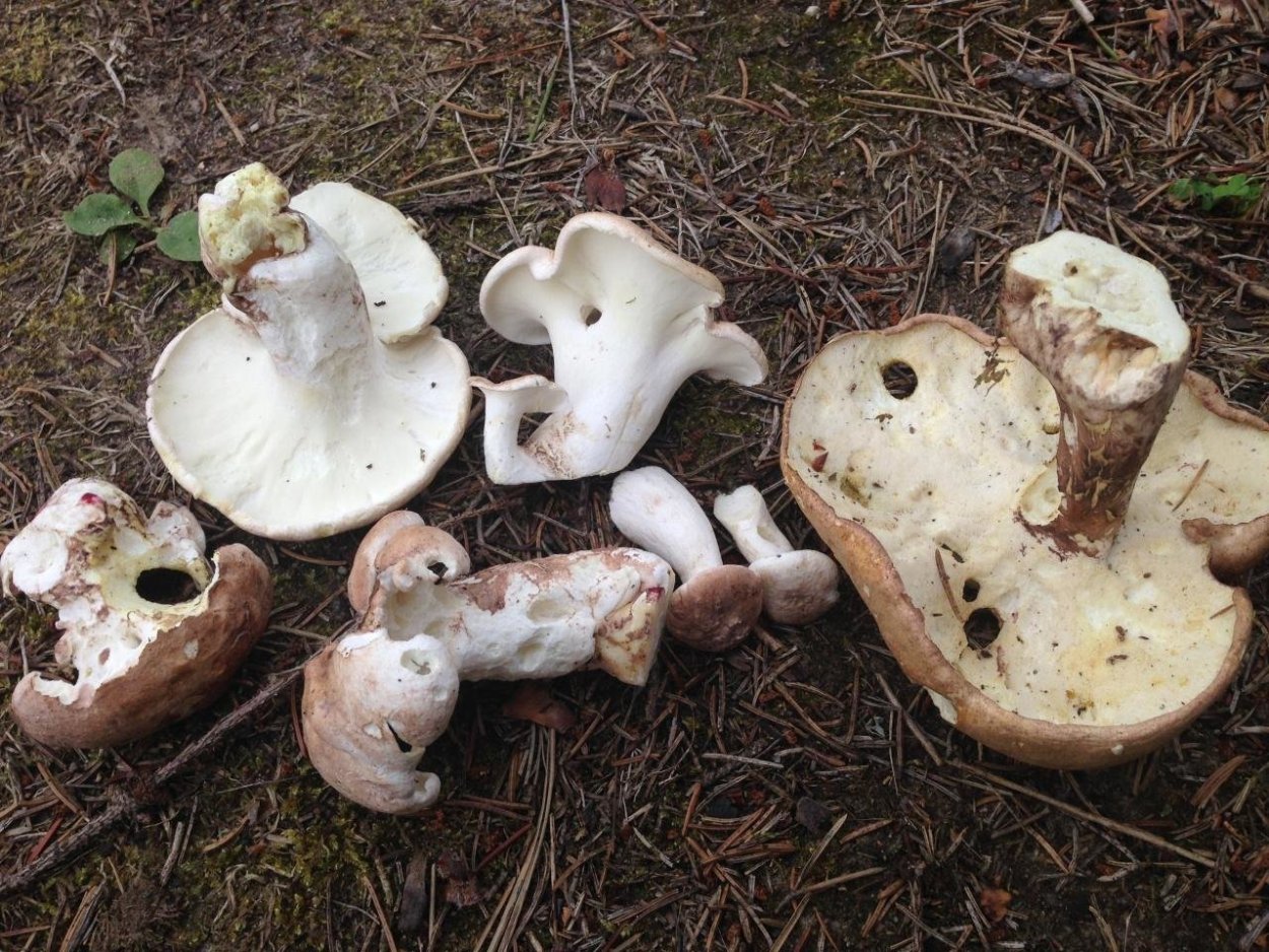 Трутовик овечий Альбатреллус