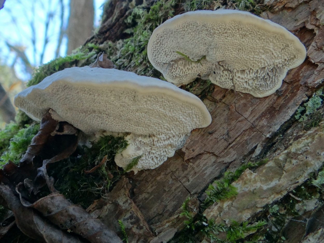 Polyporus squamosus гименофор