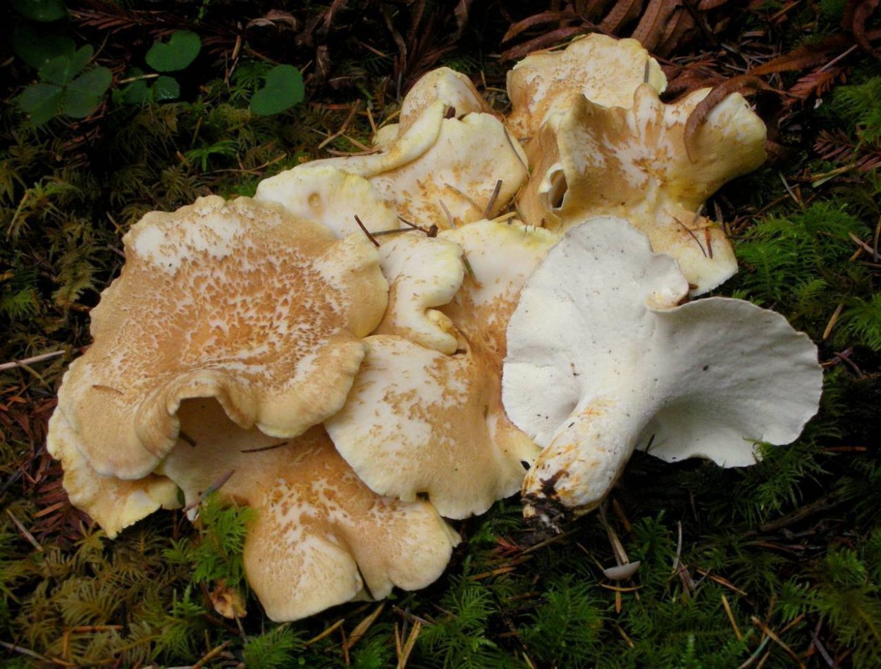 Альбатрелловые грибы