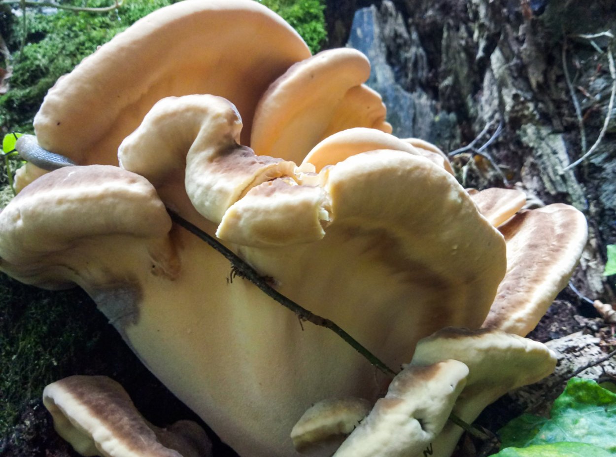 Трутовик настоящий гименофор