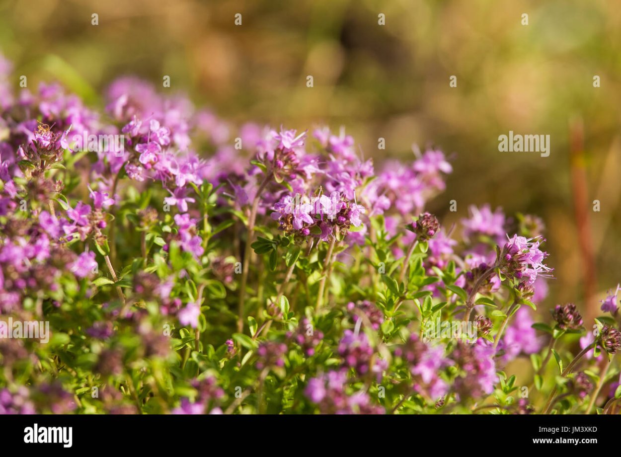 Трава для чая с мелкими сиреневыми цветочками