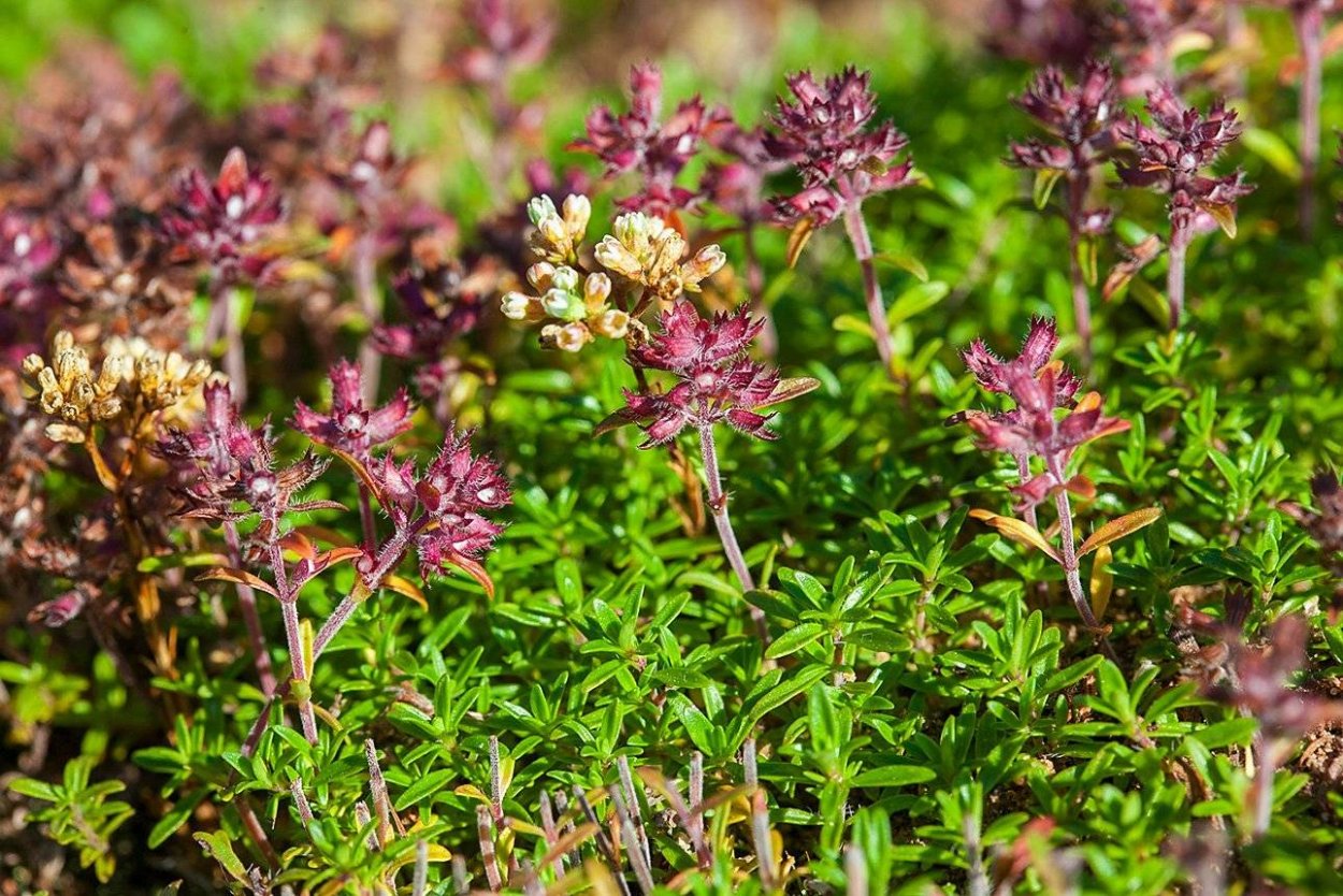 Тимьян ползучий (Thymus serpyllum)