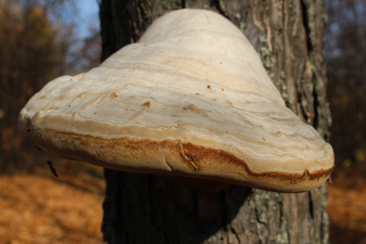 ALBATRELLUS citrinus