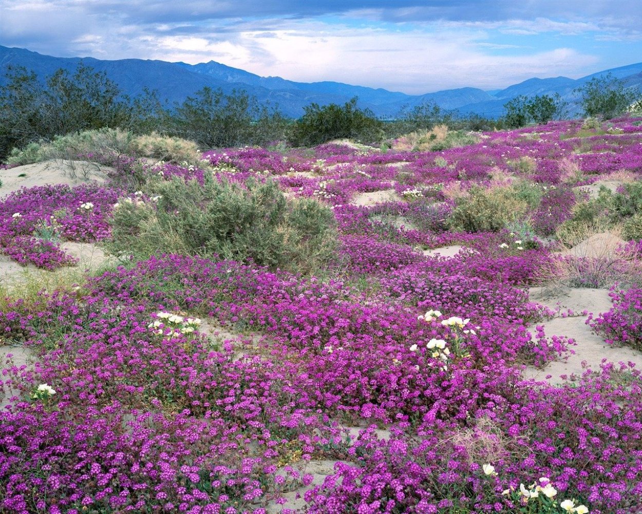 Тимьян Богородская трава
