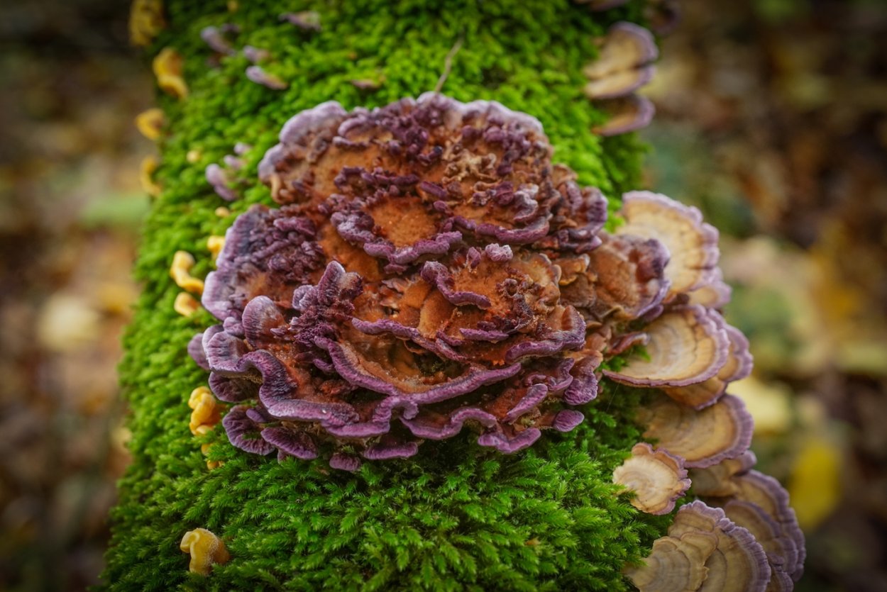 Гриб рейши трутовик