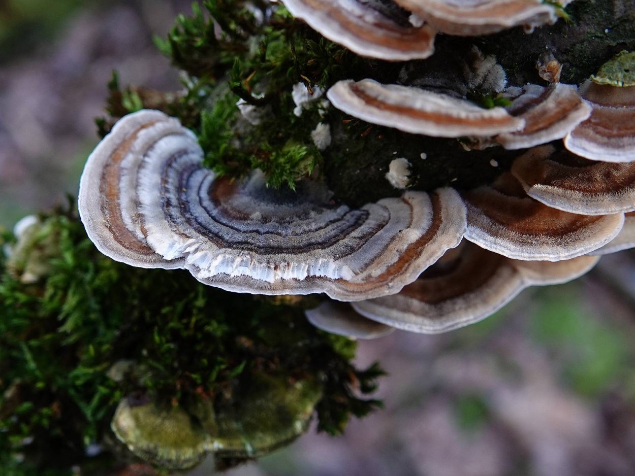 Трутовик пестрый чешуйчатый