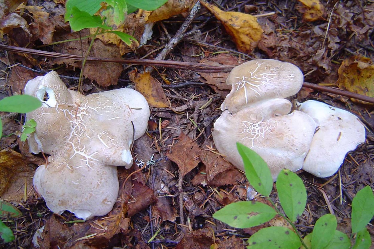 Трутовик овечий Альбатреллус