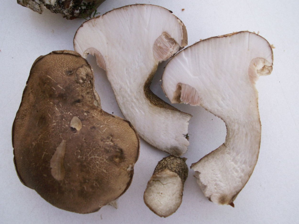 Трутовик Литшауэра