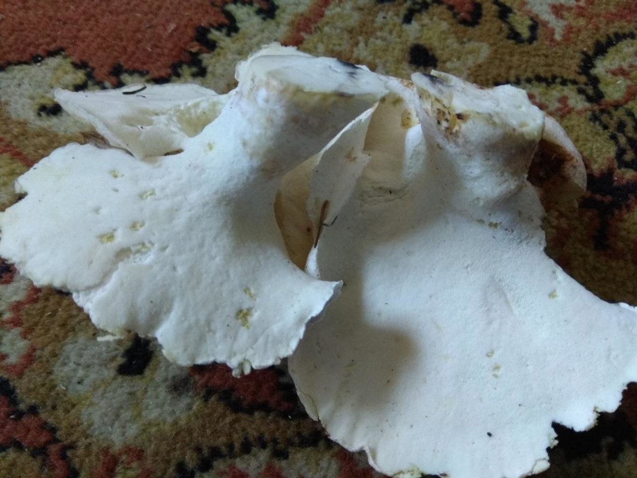 Овечий гриб, трутовик овечий, Альбатреллус овечий