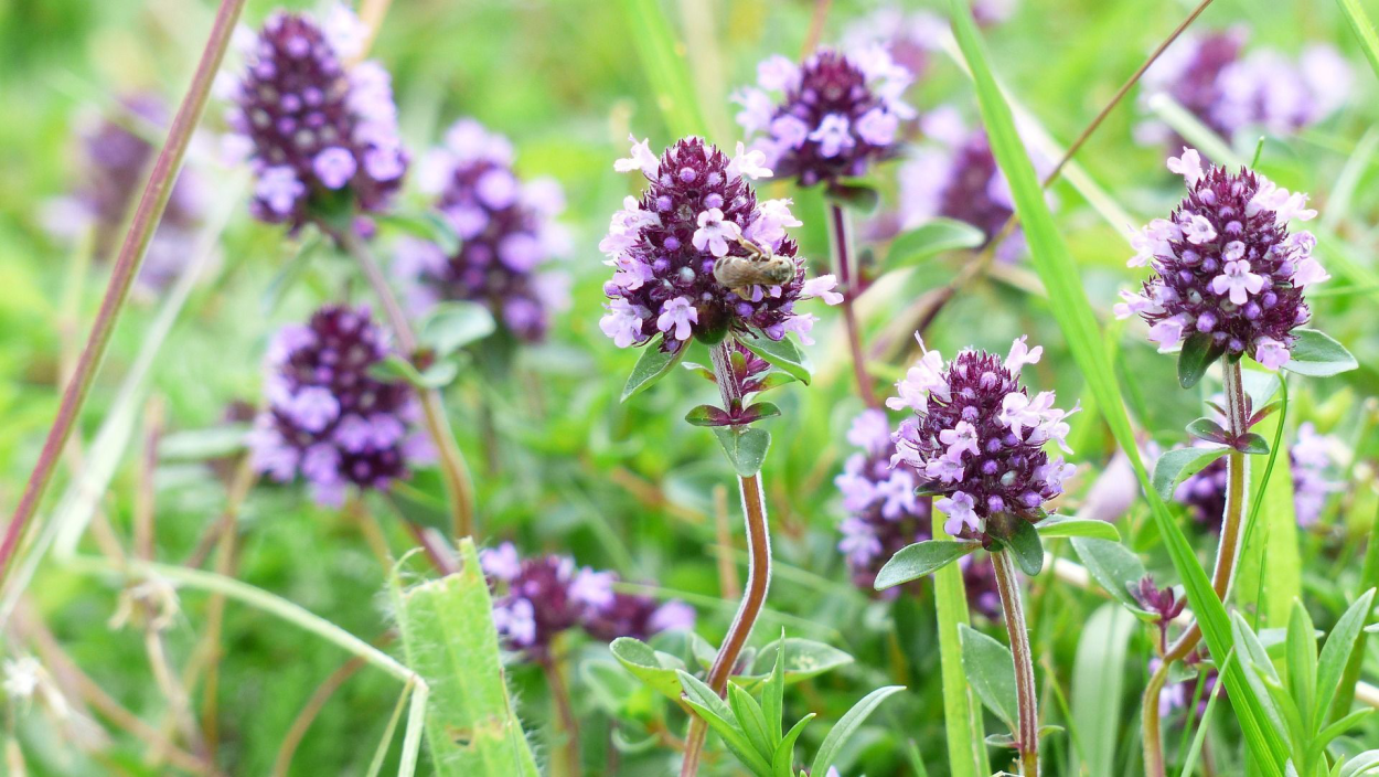 Тимьян (Thymus)