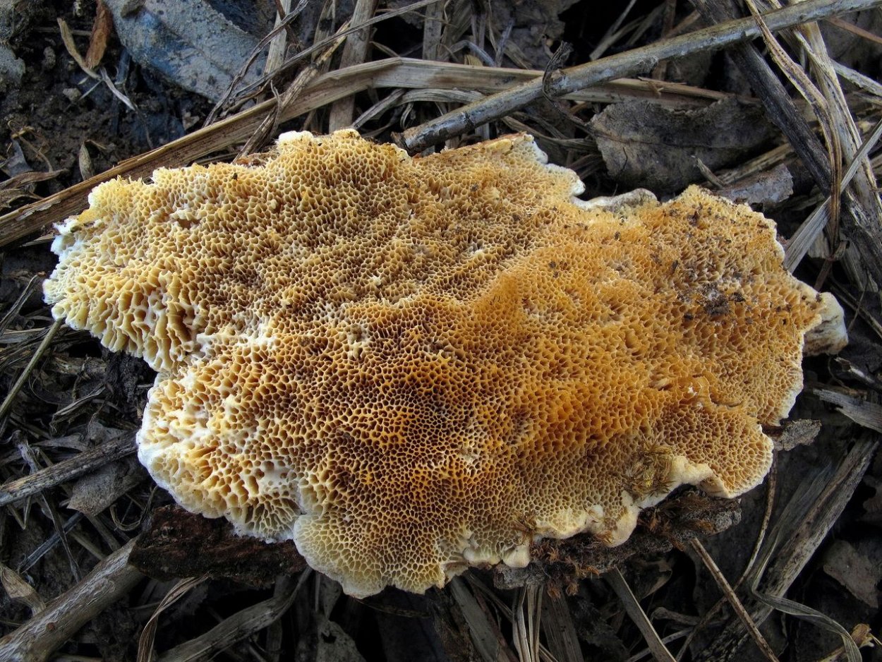 Гриб желто серый трутовик