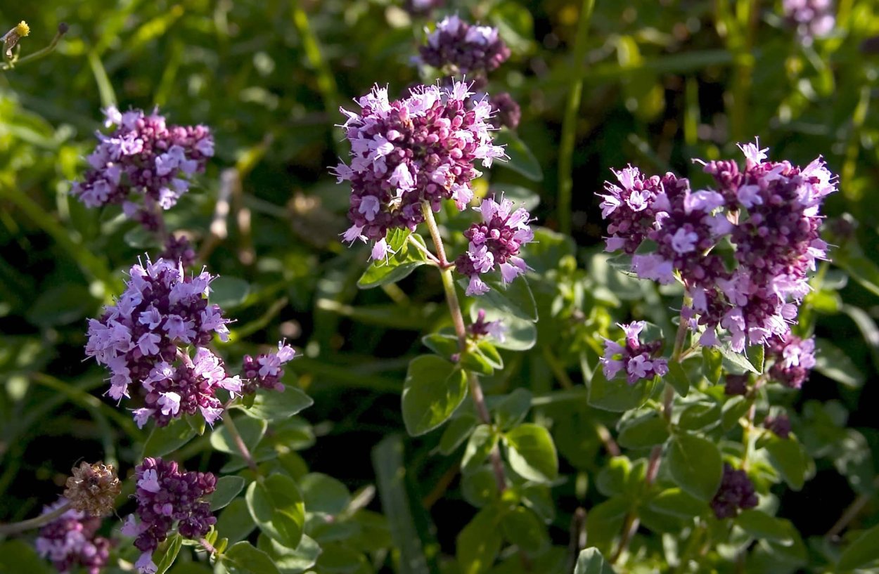 Чабрец тимьян урц