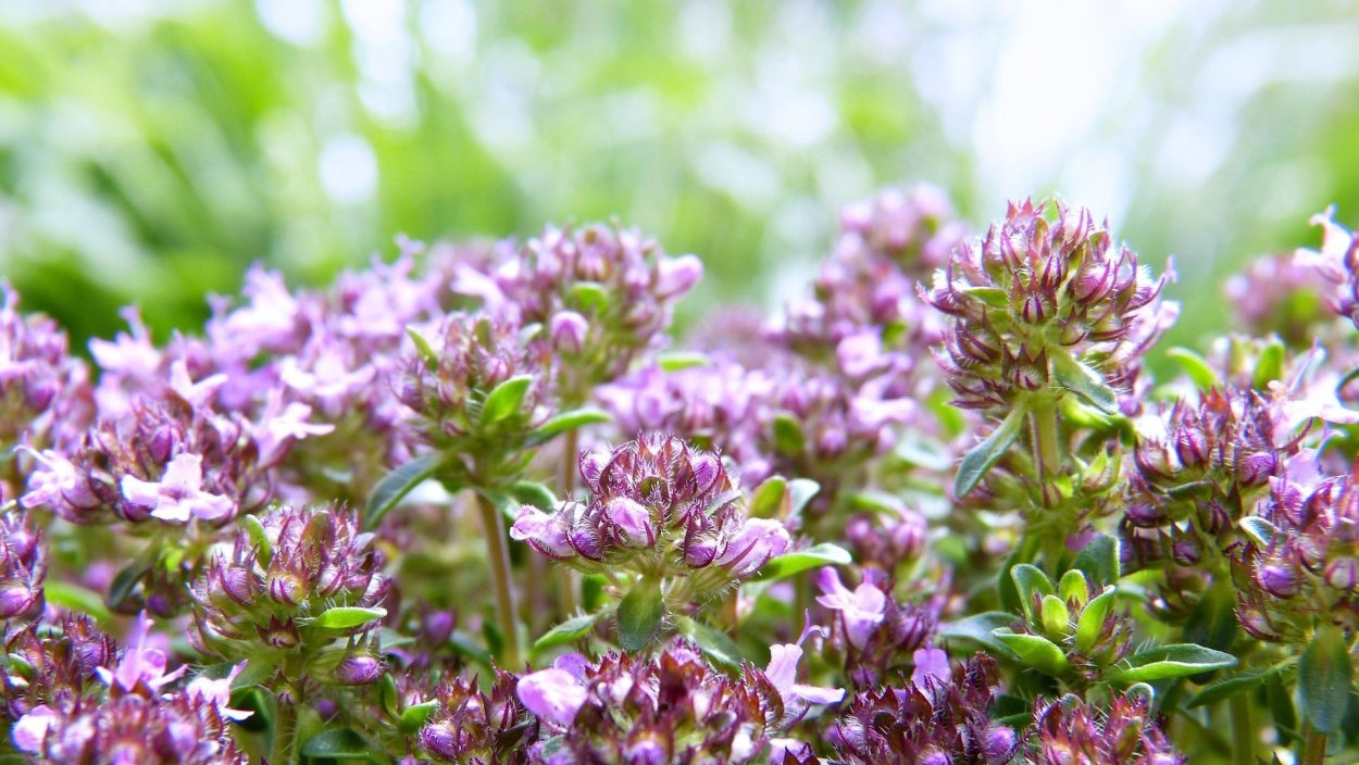 Настой трав