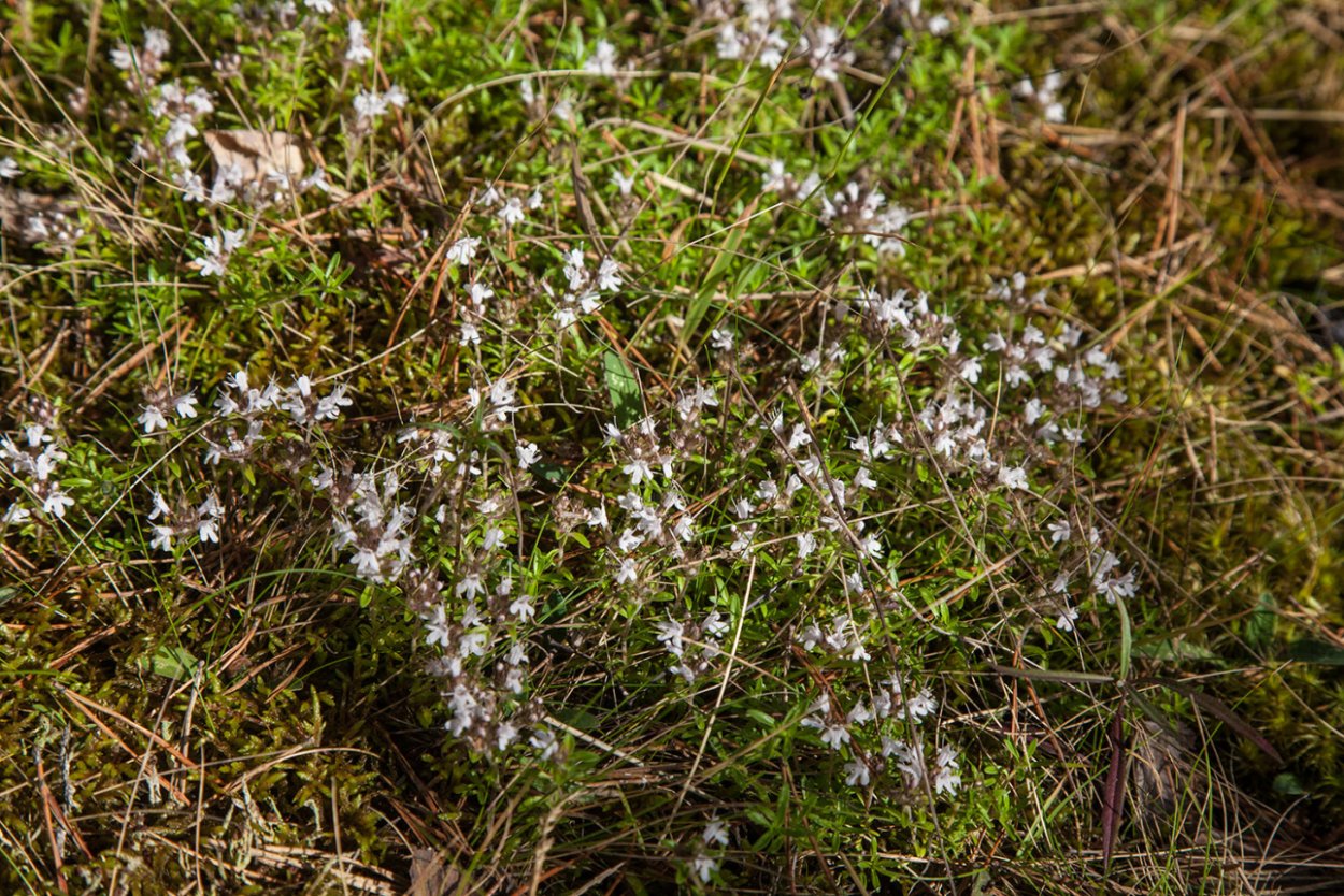 Чабрец Луговой