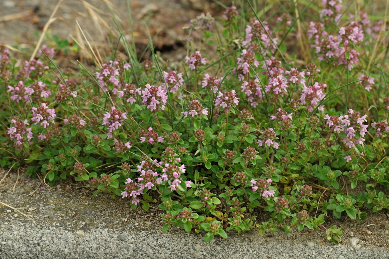 Пучок душицы