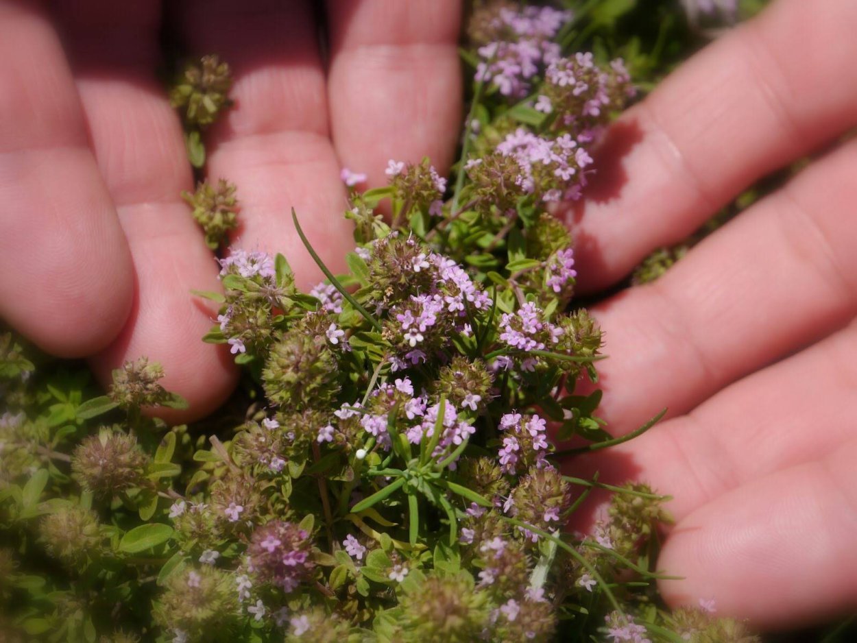 Тимьян Thymus pulegioides