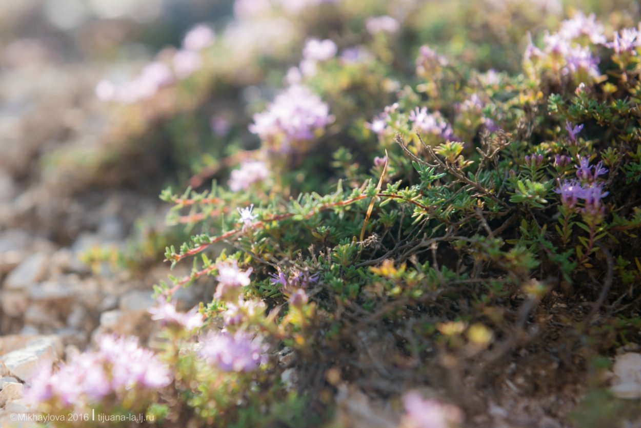 Трава тимьяна ползучего