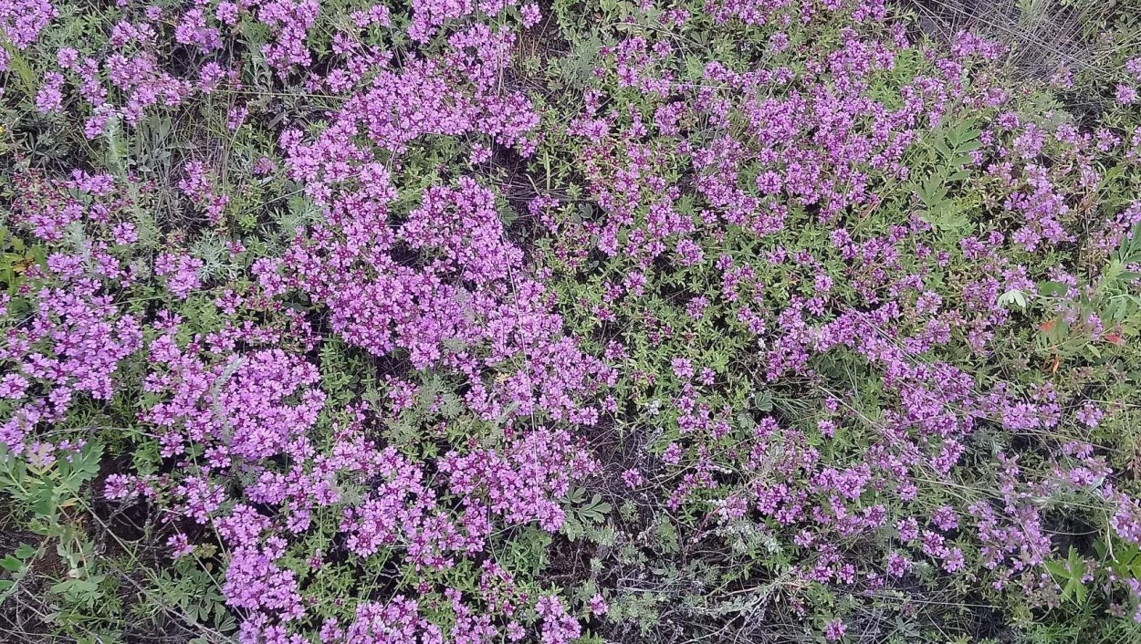 Горный чабрец