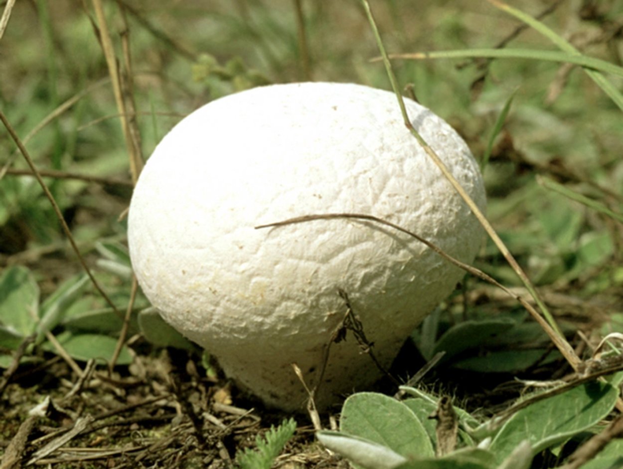 Гриб дождевик Луговой