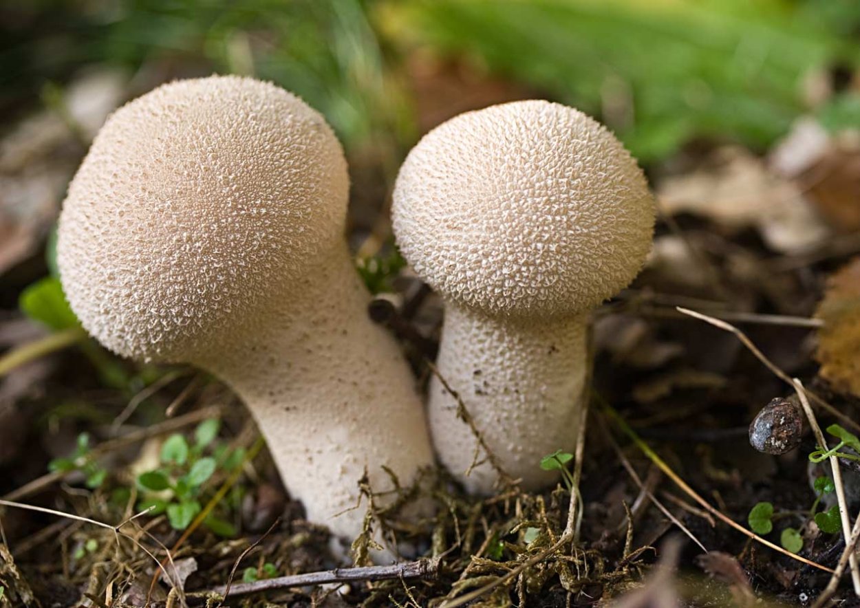 Гриб дождевик шиповатый Луговой