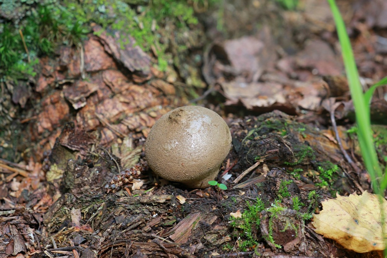 Гриб Дымовик